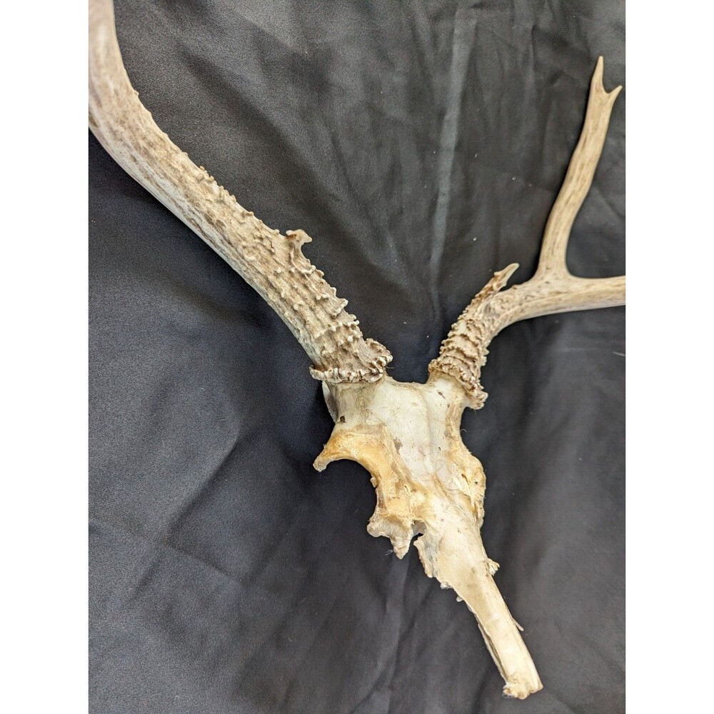 Wild 8 Point Whitetail Deer Antler Rack Horn Skull Plate Man Cave Tall - Picture 6 of 11